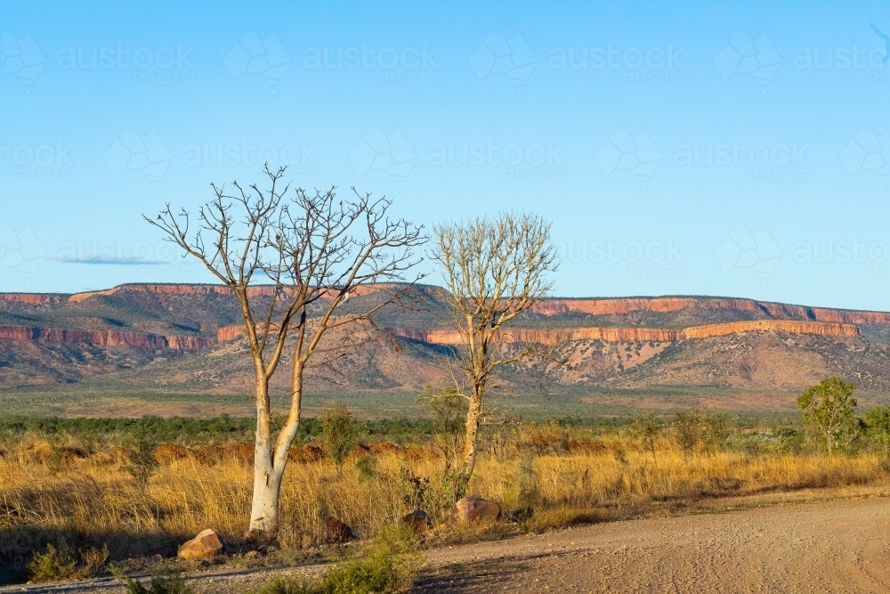 two young boab trees beside the Gibb River Road with Cockburn Range in background - Australian Stock Image