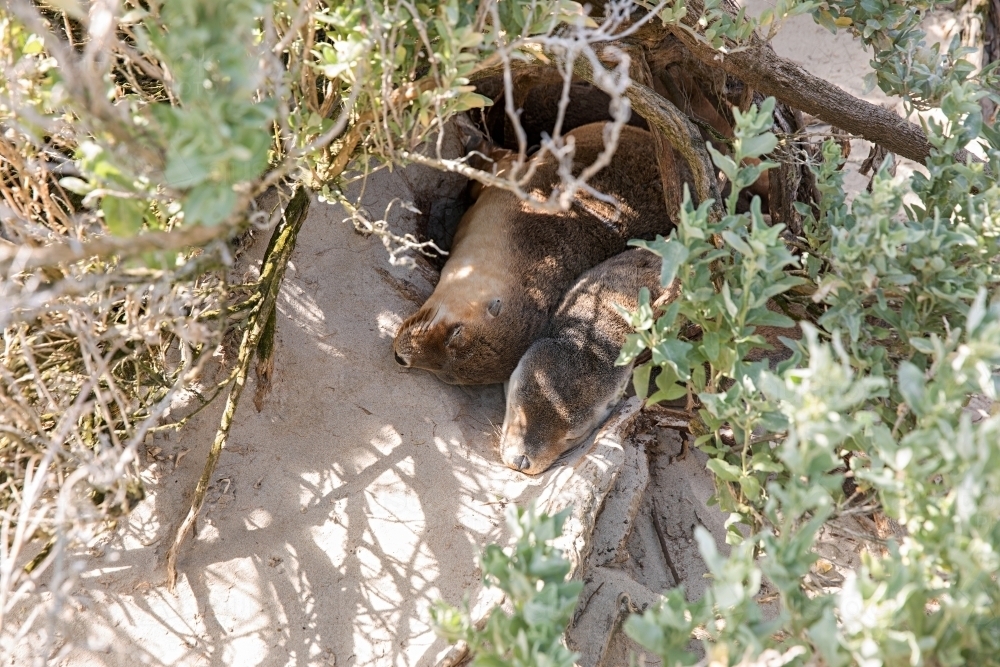 Two young seals resting in an open log on a sandy beach - Australian Stock Image