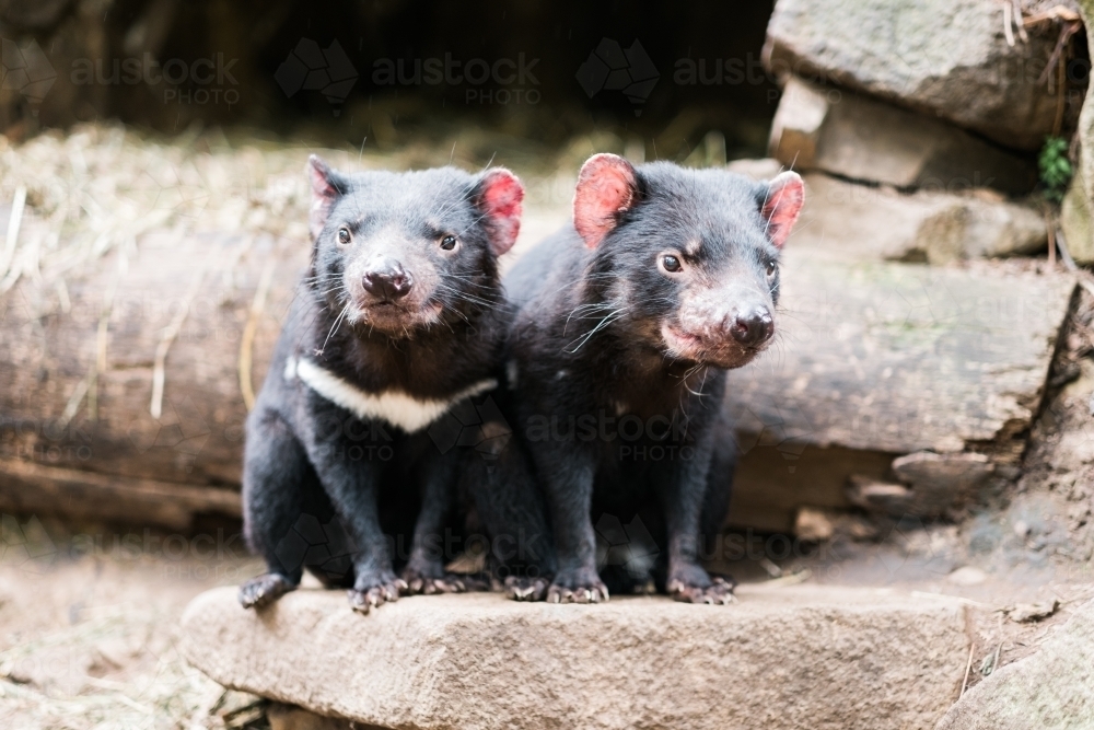 Two young Tasmanian Devils - Australian Stock Image