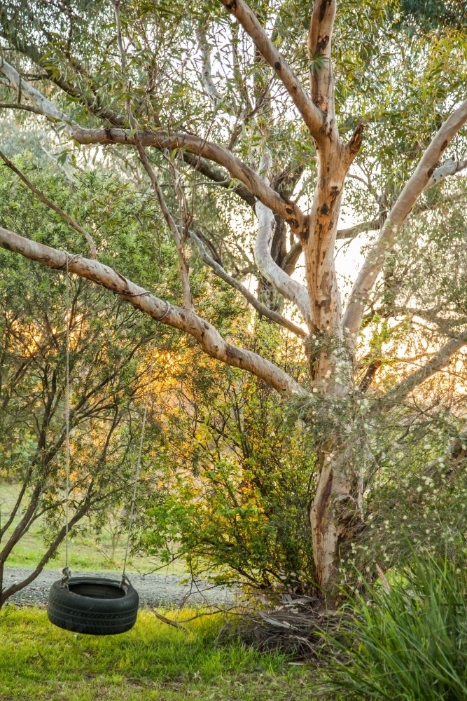 Tyre swing hanging from a gumtree in the front yard - Australian Stock Image