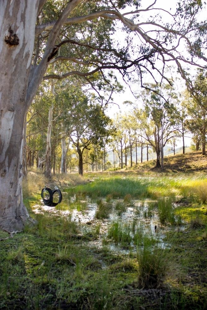 Tyre swing on a large gum tree near a dam - Australian Stock Image