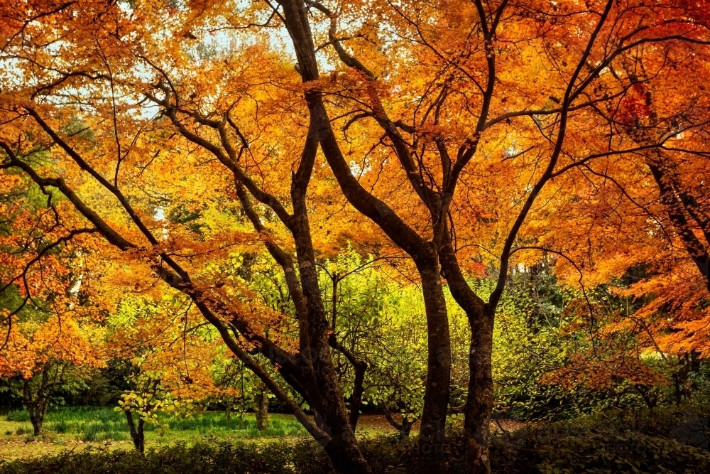 under the canopy of Autumn trees vibrant colour - Australian Stock Image