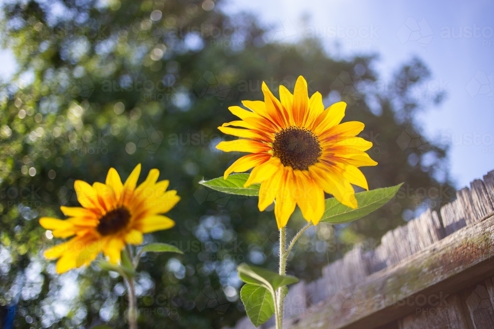 Underneath view of two sunflowers - Australian Stock Image
