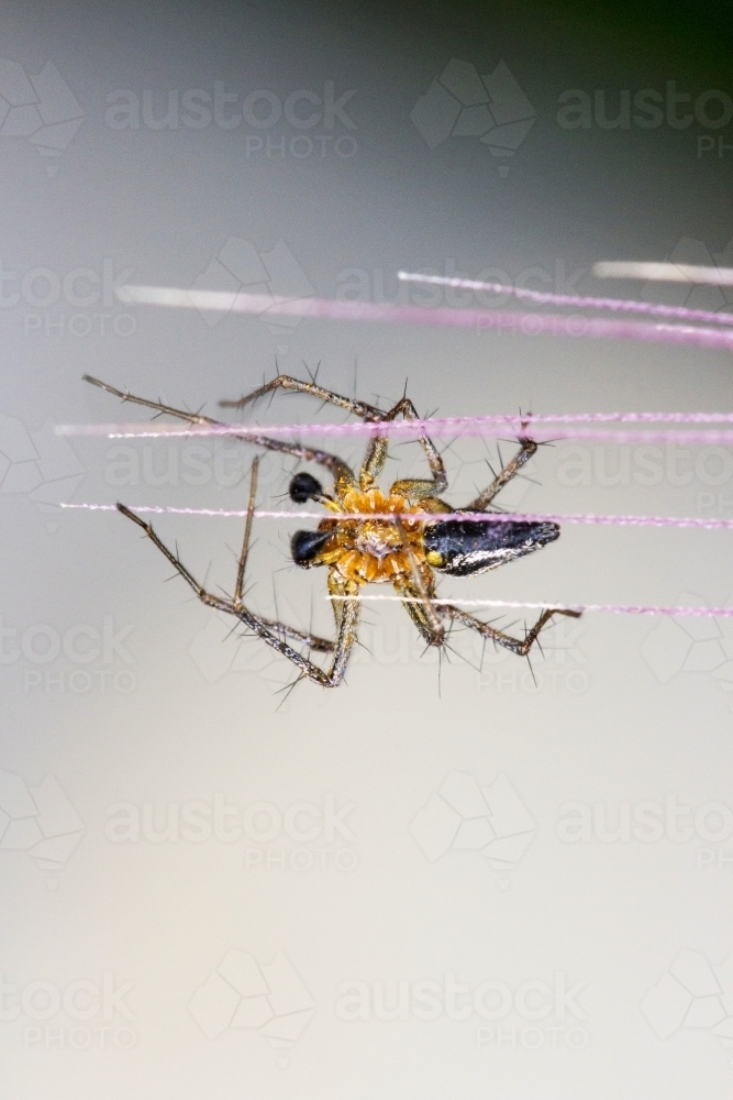 Underside of lynx spider on grass flower - Australian Stock Image