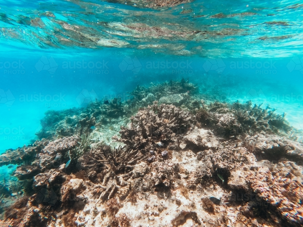 Underwater coral reef shot - Australian Stock Image
