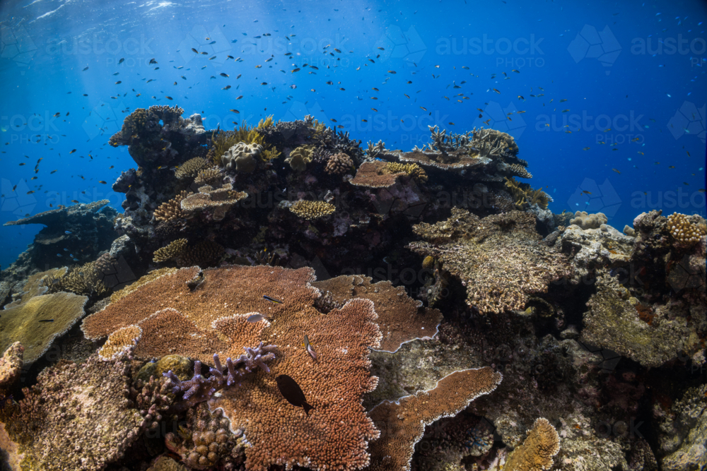 underwater creatures living in a coral reef on the Great Barrier Reef - Australian Stock Image