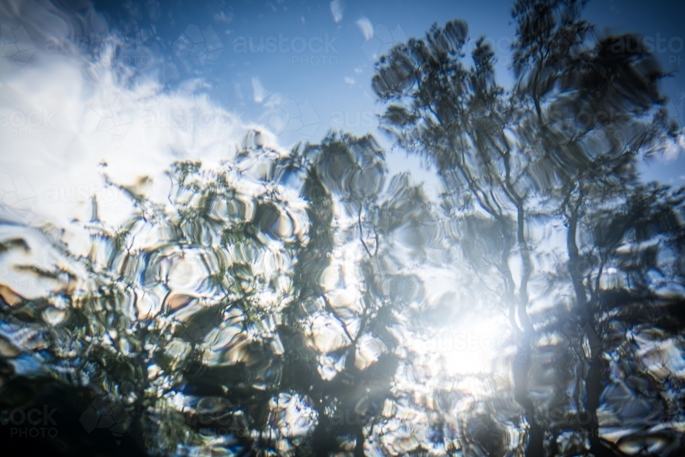 Underwater looking up through crystal clear water to sun shining through trees - Australian Stock Image