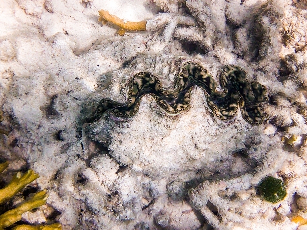 Image of underwater photo of a giant clam on the great barrier reef ...