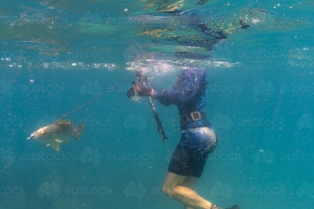 Image of Underwater shot of man with speargun and speared fish