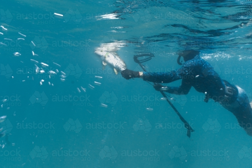 Image of Underwater shot of man with speargun holding speared fish swimming  in turquoise ocean. - Austockphoto