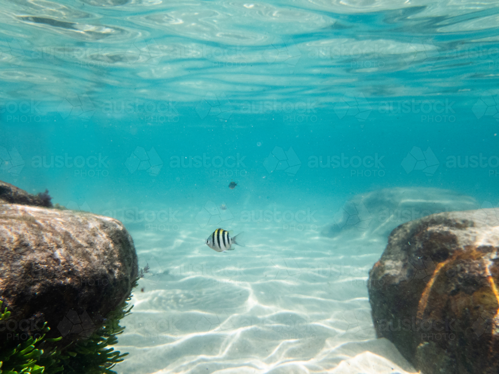 Underwater shot of marine life fish swimming in coastal Australia waters sunlight textures on sand - Australian Stock Image