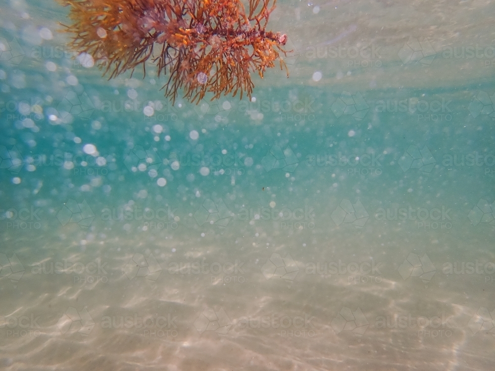 Underwater shot of seaweed drifting - Australian Stock Image