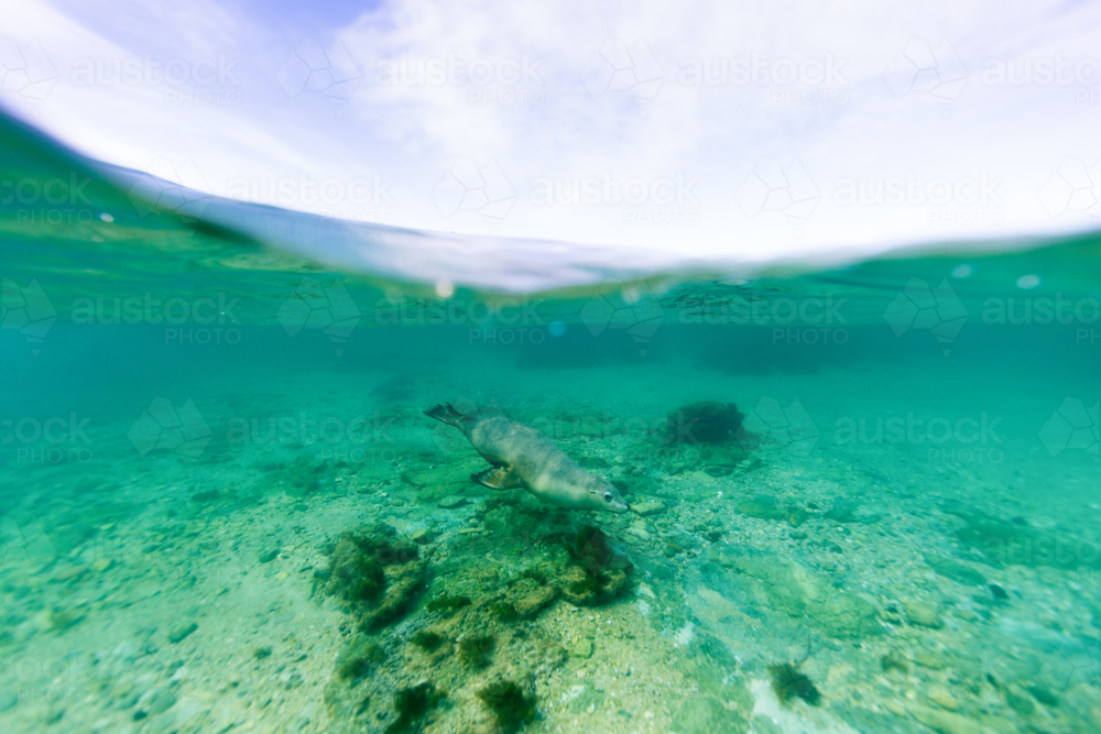 Underwater split shot of Australian Sea Lion swimming in pristine blue water in South Australia - Australian Stock Image