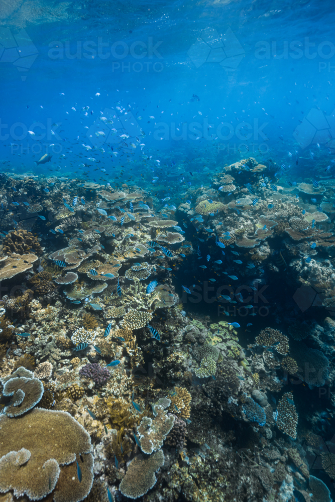 Underwater view of a healthy and alive coral reef on the Great Barrier Reef - Australian Stock Image