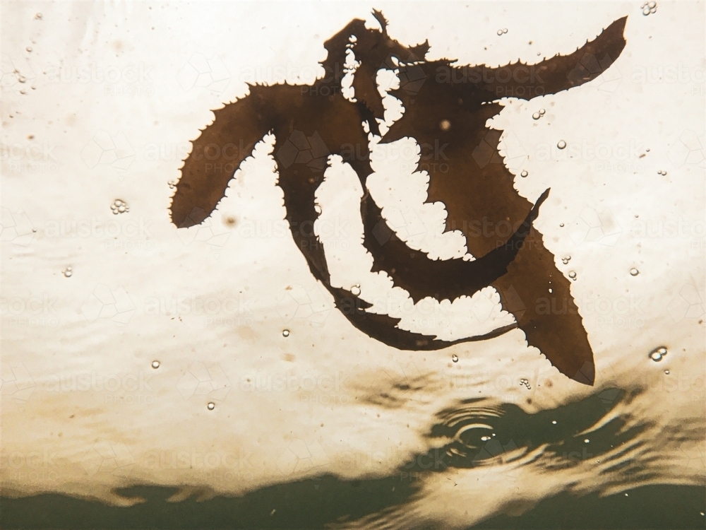 Underwater view of floating piece of seaweed in warm tones - Australian Stock Image