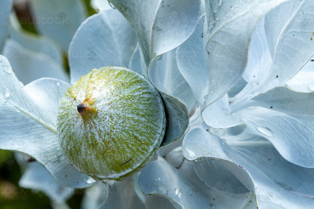 Image of Unopened gum nut flower buds of a grey Mallee Eucalyptus ...