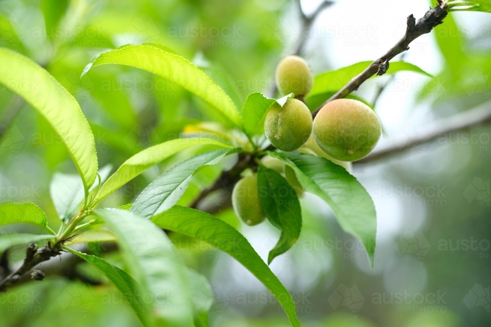 Unripe apricots growing on tree - Australian Stock Image
