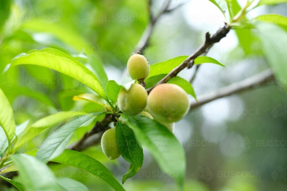 Image of Unripe apricots growing on tree Austockphoto