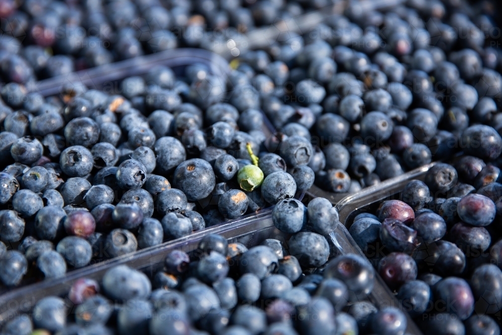 unripe blueberry in the middle of ripe blueberries - Australian Stock Image