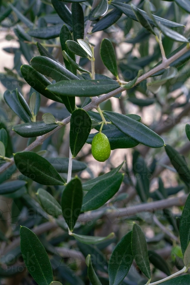 unripe olive on tree - Australian Stock Image