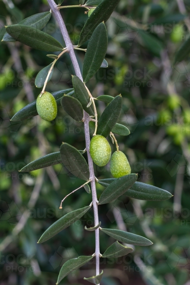Unripe olives hanging on branch - Australian Stock Image