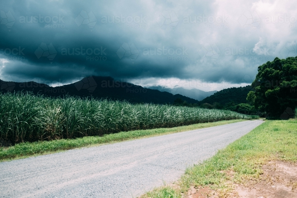 Unsealed road through palms and forest with storm brewing overhead - Australian Stock Image