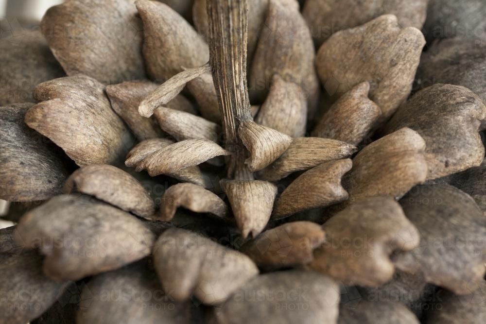 upside down dried artichoke flower and stalk - Australian Stock Image