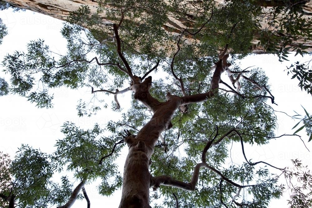 Upward looking through trees - Australian Stock Image