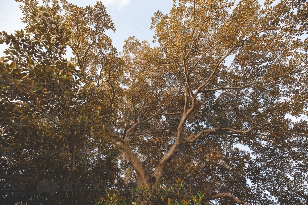 Upward shot of a large outstretched tree - Australian Stock Image