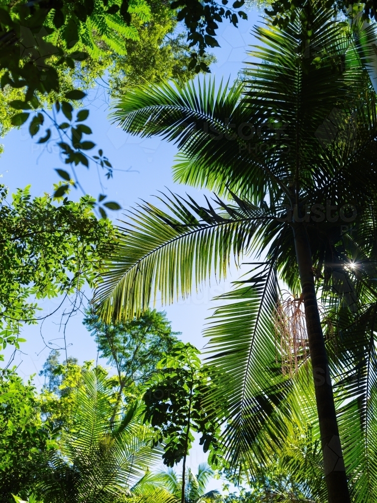 Upward shot through palm leaves and bush foliage - Australian Stock Image