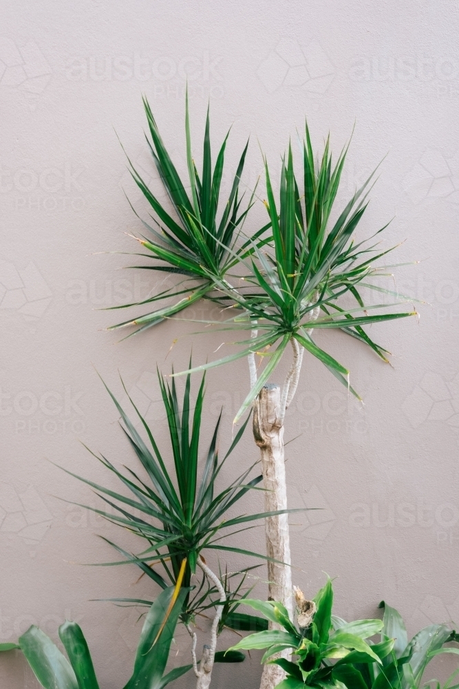 Urban Garden - Australian Stock Image