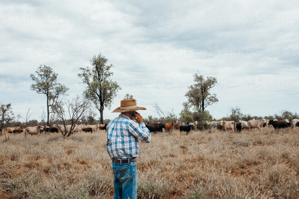 Using mobile phone in paddock - Australian Stock Image