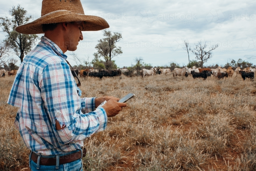 Using mobile phone in paddock with cows - Australian Stock Image