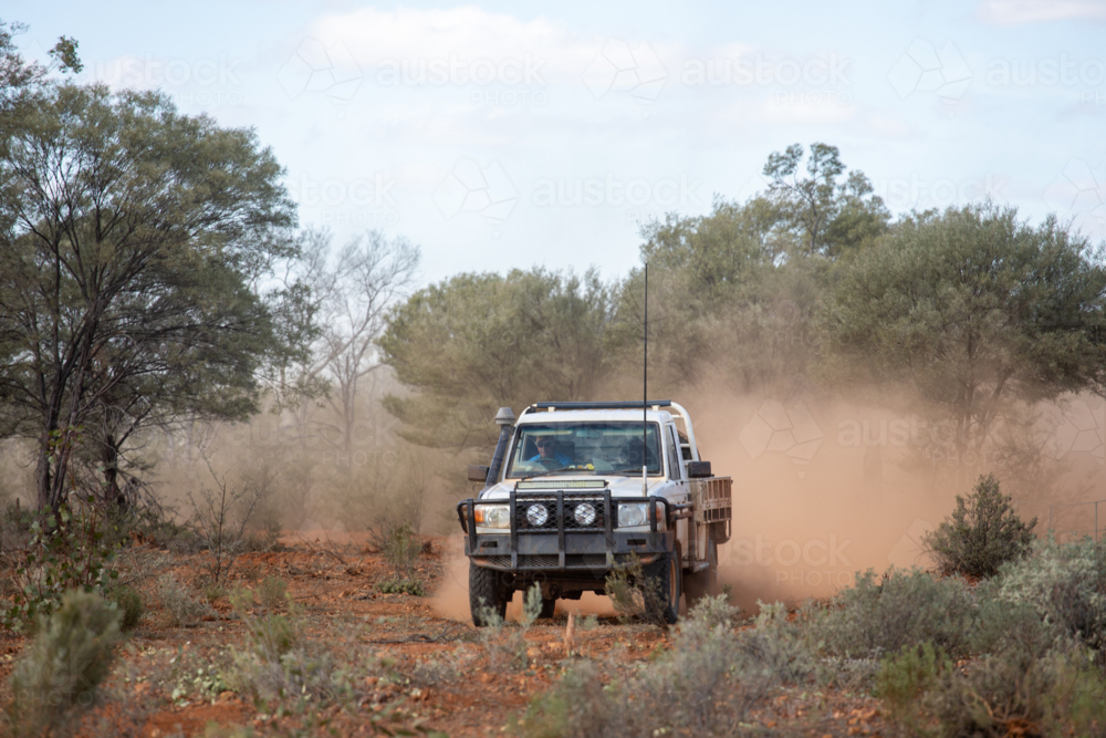 Ute kicking up red dust, driving out of mulga trees - Australian Stock Image