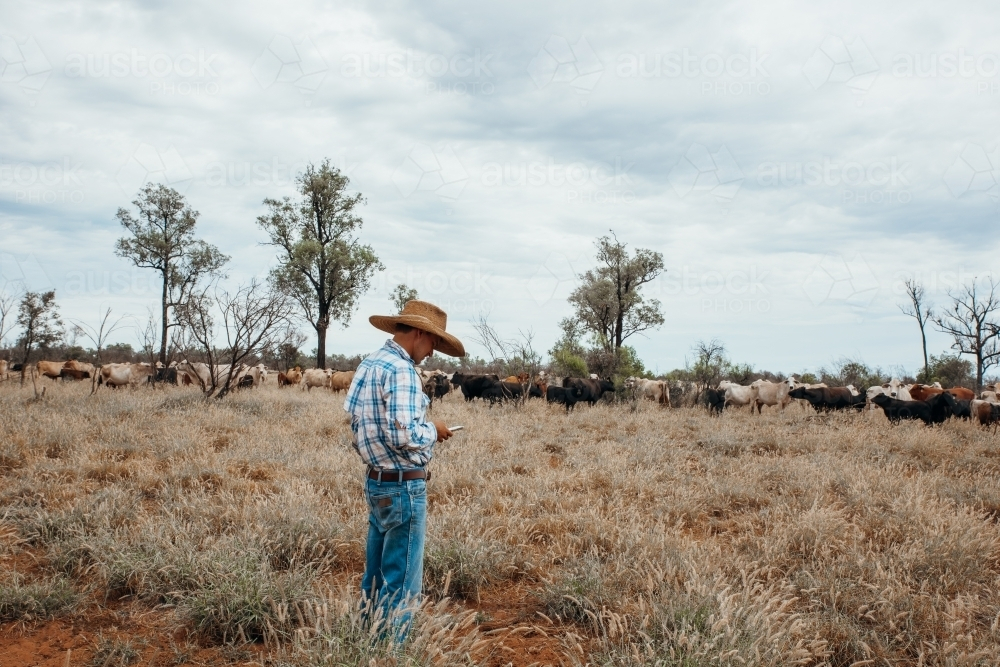 Utilising mobile phone in farm paddock - Australian Stock Image