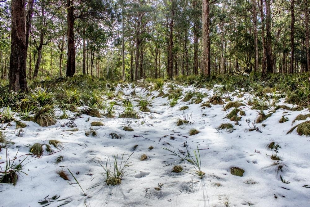 Valley in an alpine forest full of snow - Australian Stock Image