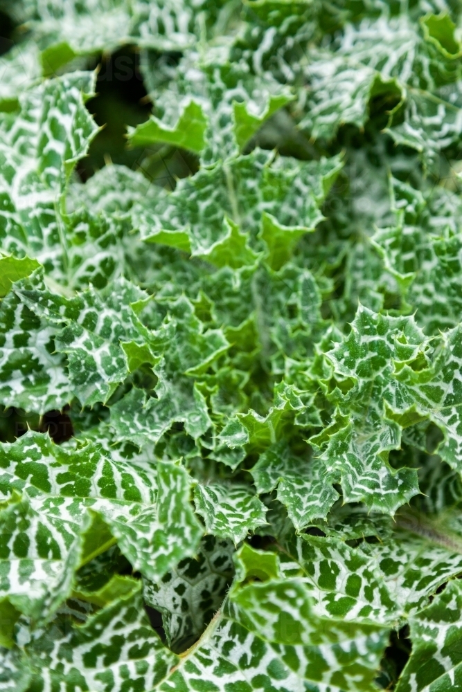 Variegated thistle weed also called scotch thistle - Australian Stock Image