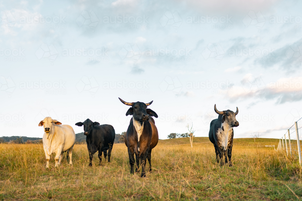 Various cattle breeds in paddock lead by large Guzerat bull - Australian Stock Image