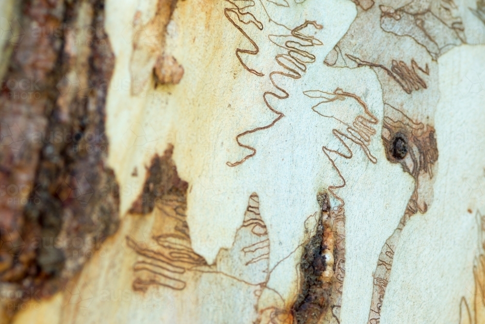Various insect patterns on Eucalyptus scribbly gum tree - Australian Stock Image