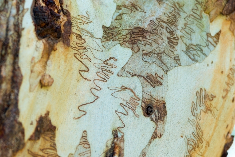 Various insect patterns on Eucalyptus scribbly gum tree - Australian Stock Image