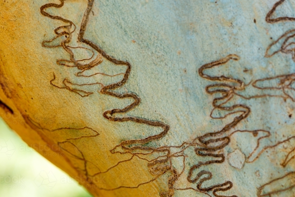 Various insect patterns on Eucalyptus scribbly gum tree - Australian Stock Image