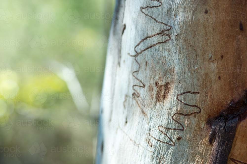 Various insect patterns on Eucalyptus scribbly gum tree - Australian Stock Image