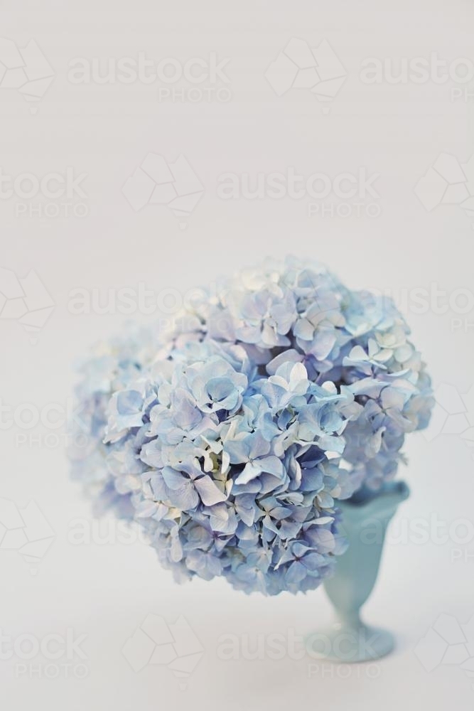 Vase of blue hydrangea - Australian Stock Image