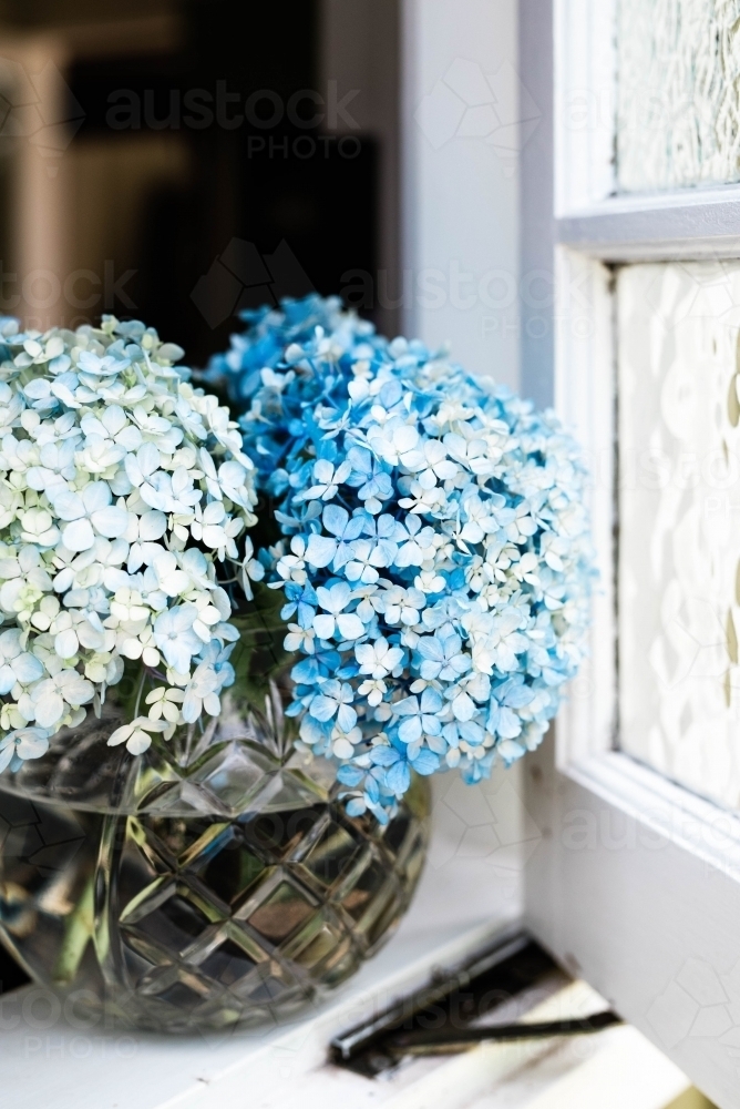 Vase of blue hydrangeas on a window sill - Australian Stock Image