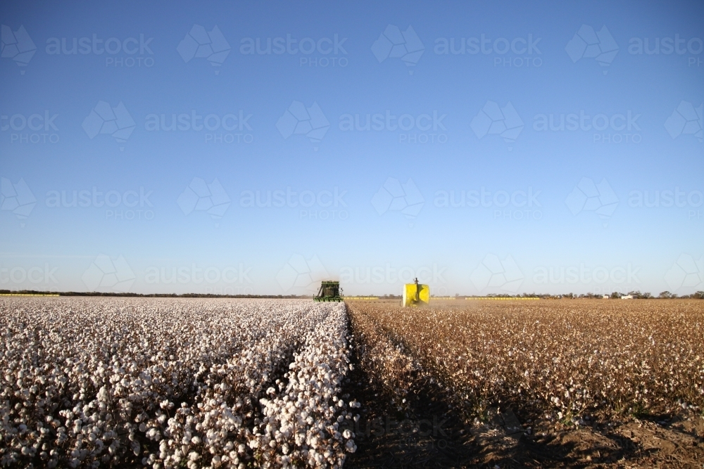 Vast cotton field under a clear blue sky at harvest - Australian Stock Image