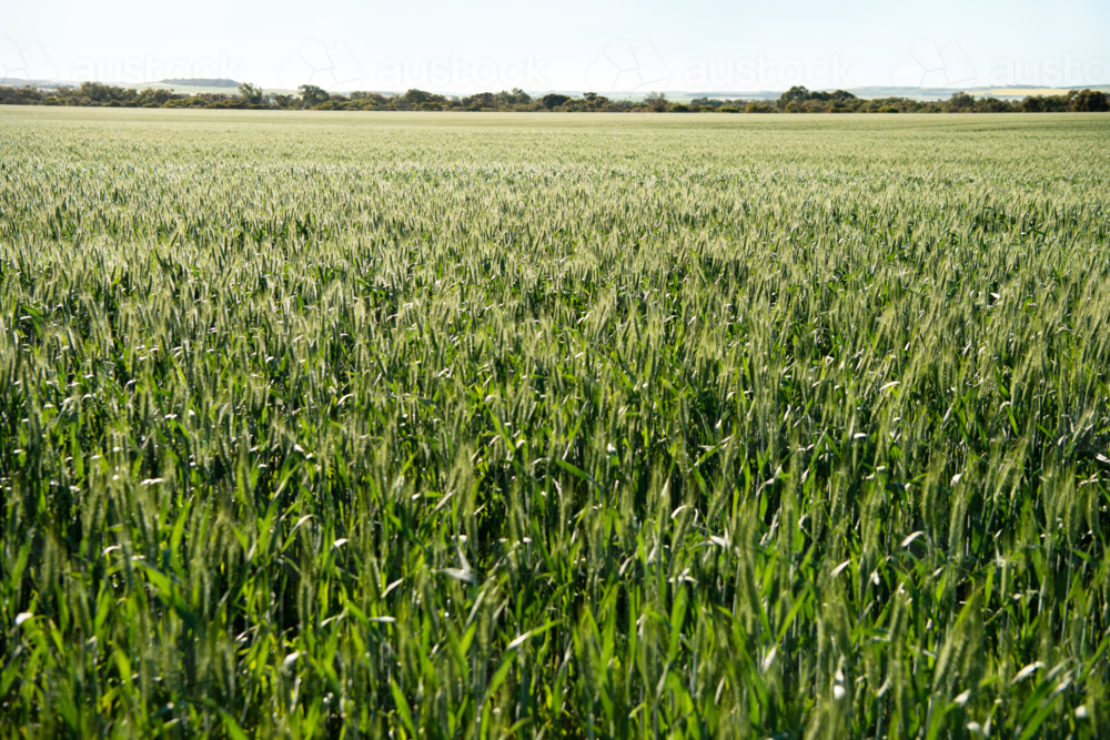 Vast green wheat field landscape stretching to the horizon - Australian Stock Image