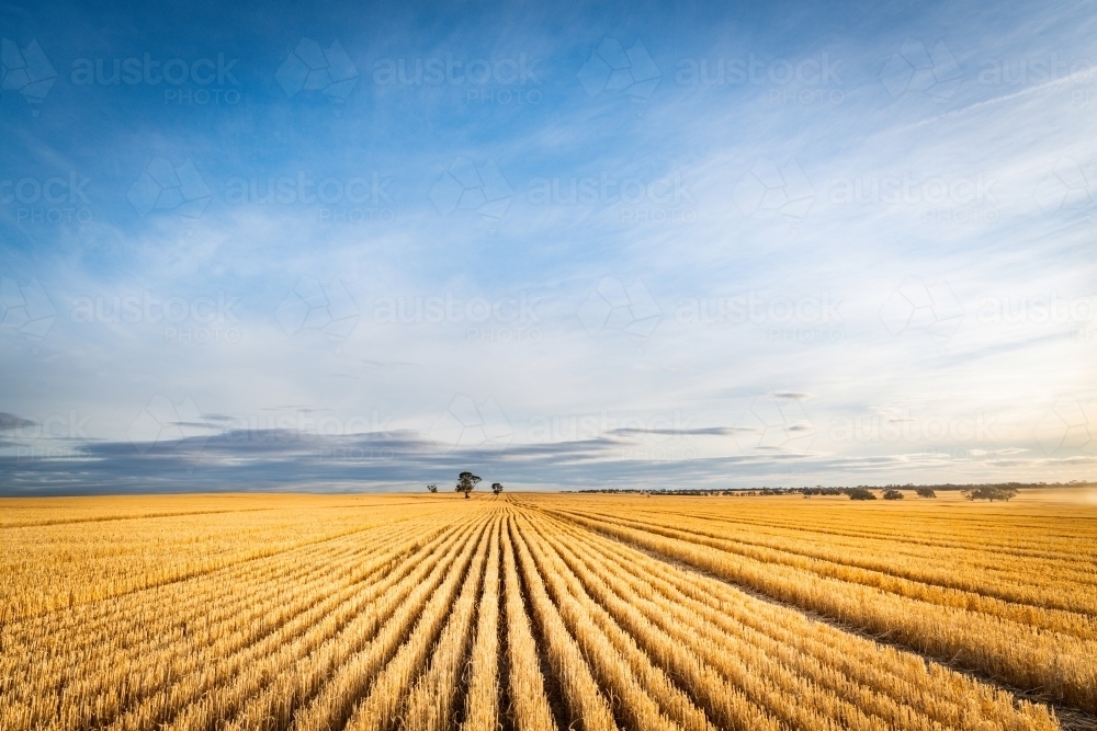 Vast horizon of wheat fields leading into the distance ready for harvest - Australian Stock Image