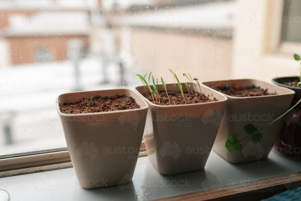 Image of Vegetable and herb seedlings growing in small pots on window ...