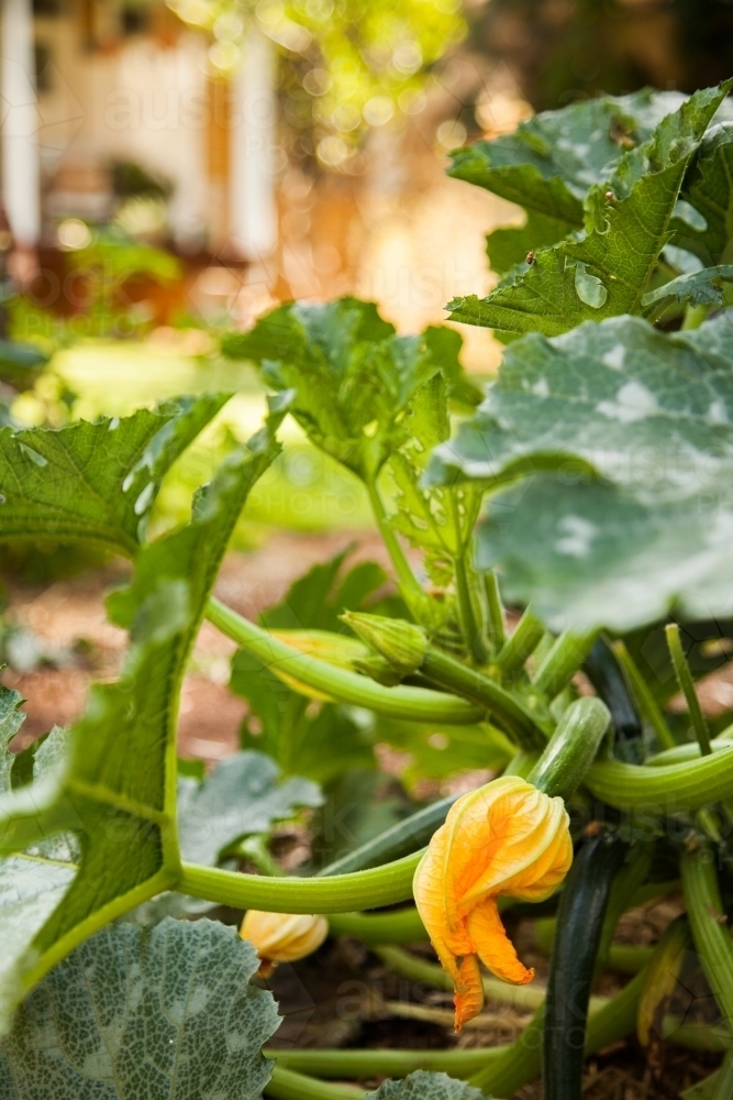 Vegetable garden with zucchini plant and orange flowers - Australian Stock Image
