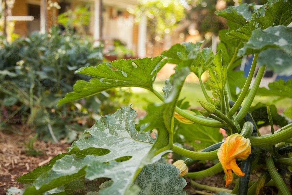 Vegetable garden with zucchini plant and orange flowers - Australian Stock Image